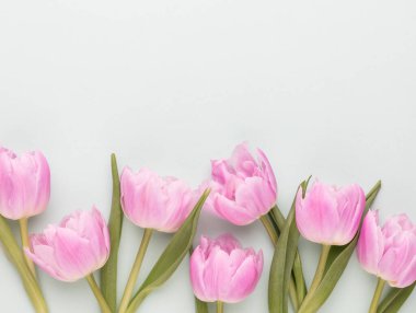 Pastel arka planda pembe lale çiçekleri.