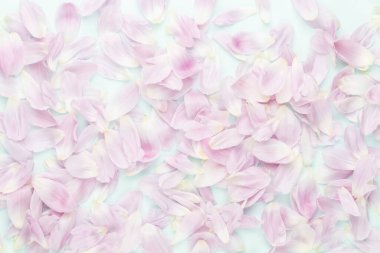 Pastel arka planda pembe lale yaprakları.