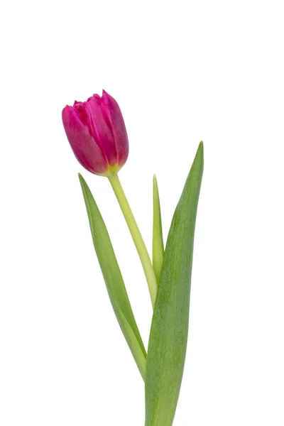 Bunga Tulip Lilac Latar Belakang Putih Cinta Hari Internasional Wanita — Stok Foto