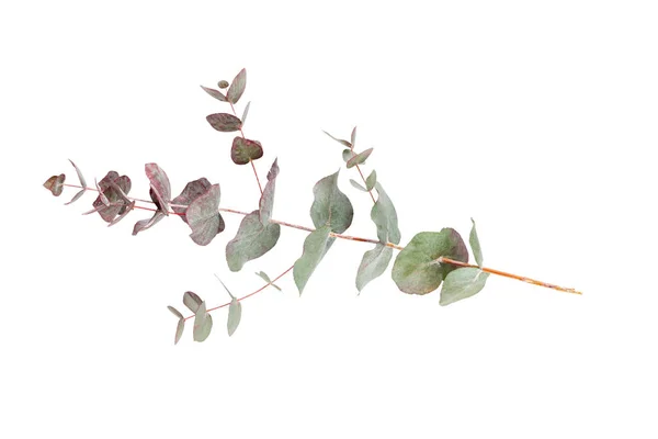 Eucalyptus Composition Pattern Made Various Colorful Flowers White Background Flat — Stock Photo, Image