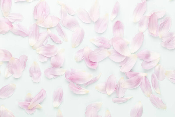 Pink tulip petals on pastel background.