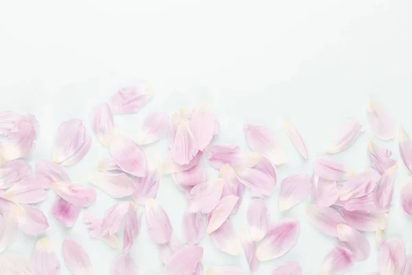 粉红郁金香花瓣背景 — 图库照片
