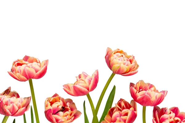 Spring Flowers Tulips Pastel Colors Background Greeting Card Retro Vintage — Stock Photo, Image