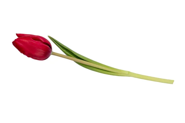 白い背景に孤立した赤いチューリップの花 — ストック写真