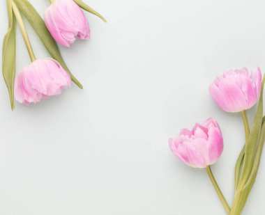 Pastel arka planda pembe lale çiçekleri.