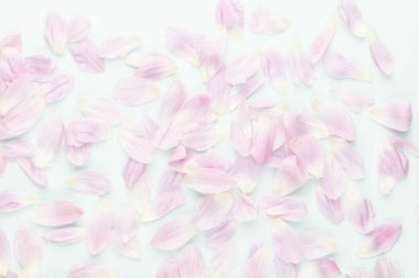 Pastel arka planda pembe lale yaprakları.