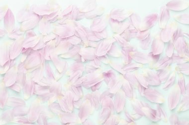 Pastel arka planda pembe lale yaprakları.