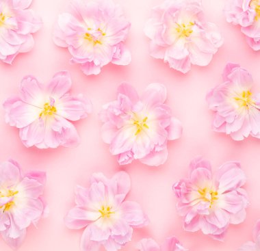 Pastel arka planda pembe laleler çiçek açıyor..