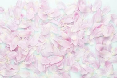 Pastel arka planda pembe lale yaprakları.