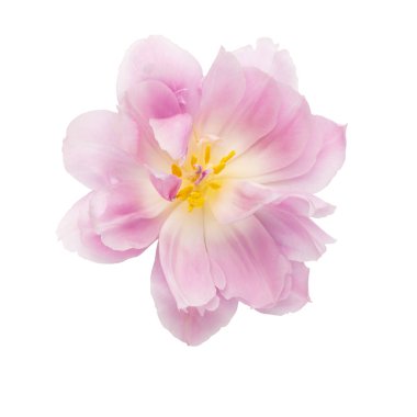 Beyaz arkaplanda izole edilmiş pembe lale çiçeği.