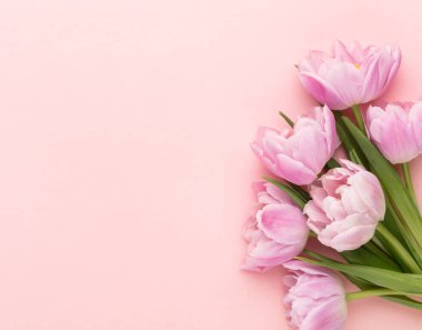 Pastel arka planda pembe lale çiçekleri.