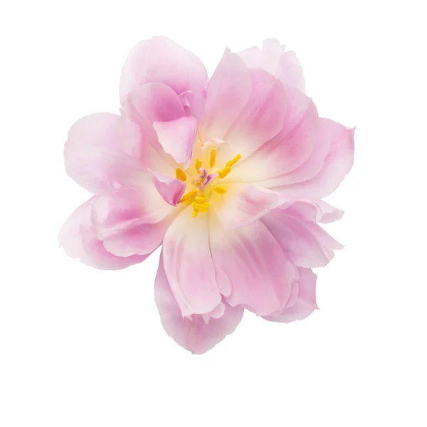 Flor Tulipa Rosa Isolada Fundo Branco — Fotografia de Stock