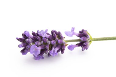 Lavanta çiçekleri beyaz arkaplanda izole edilmiş..