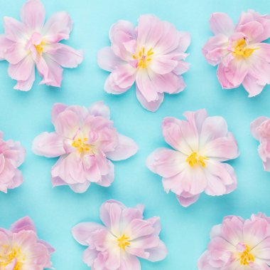 Pastel arka planda pembe laleler çiçek açıyor..