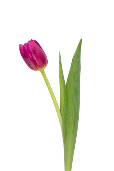 Flor Tulipa Lilás Fundo Branco Amor Dia Internacional Mulher Dia — Fotografia de Stock