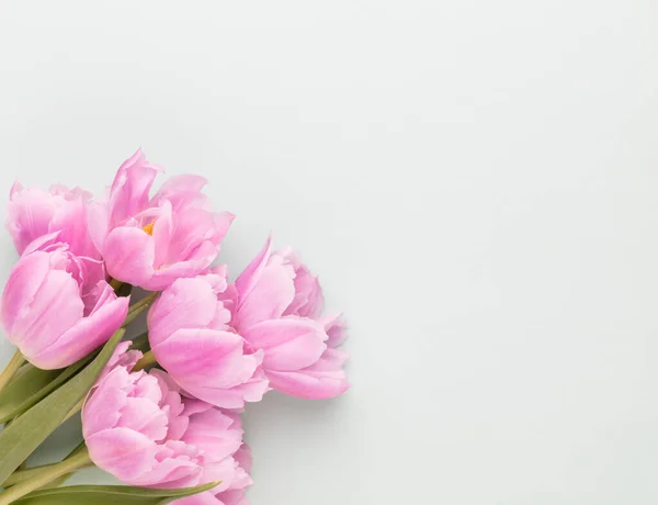 Ροζ Λουλούδια Τουλίπας Παστέλ Φόντο — Φωτογραφία Αρχείου