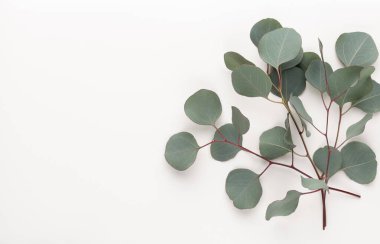 Pastel arka planda yeşil okaliptüs yaprakları. düz yatış, üst görünüm.