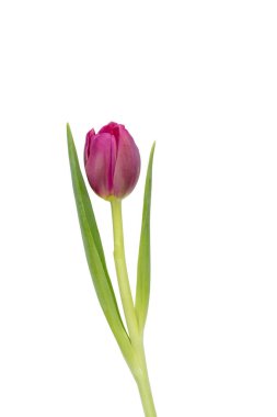 Beyaz arka planda leylak rengi lale çiçeği. Aşk, Uluslararası Kadınlar Günü, Anneler Günü ve Sevgililer Günü konsepti.