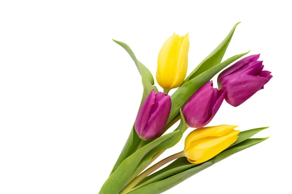 Весенние Цветы Тюльпаны Белом Фоне Открытки День Матери Пасхальные Открытки — стоковое фото