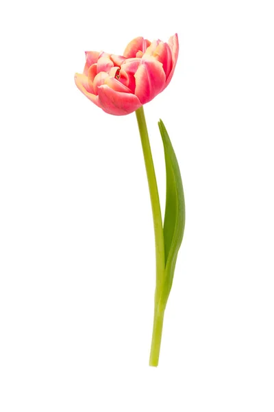 Bunga Musim Semi Tulip Pada Latar Belakang Warna Pastel Gaya — Stok Foto
