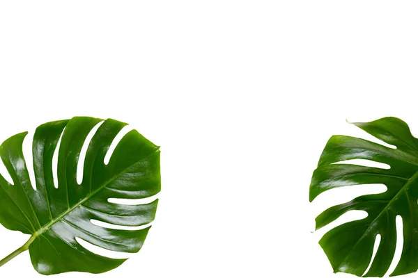 Beyaz Ahşap Arka Planda Canavar Yaprağı Palmiye Yaprağı Gerçek Tropikal — Stok fotoğraf