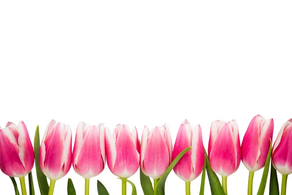 Tulips Grey Background — Stock Photo, Image