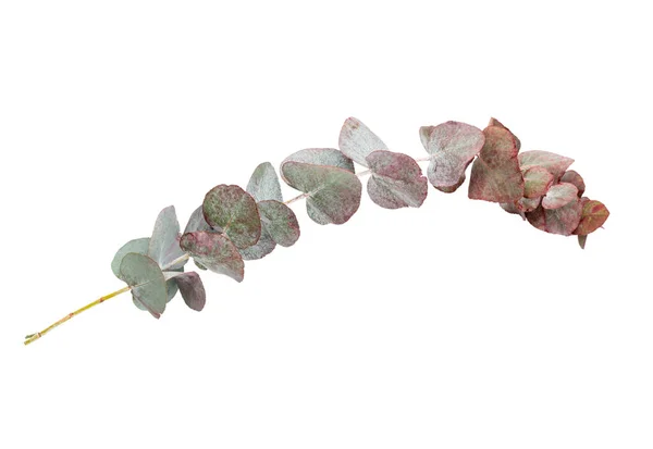 Složení Eukalyptu Vzor Různých Barevných Květin Bílém Pozadí Plocha Ležela — Stock fotografie