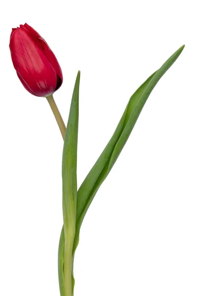 Fiore Tulipano Rosso Isolato Sfondo Bianco — Foto Stock