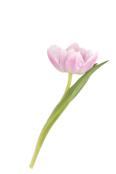粉红郁金香花 白色背景 — 图库照片