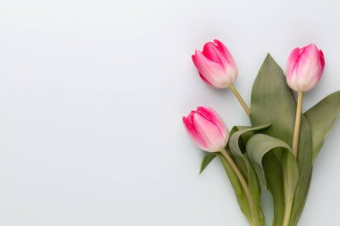 Pastel arka planda pembe lale çiçekleri.