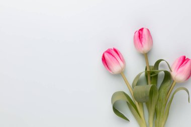 Pastel arka planda pembe lale çiçekleri.