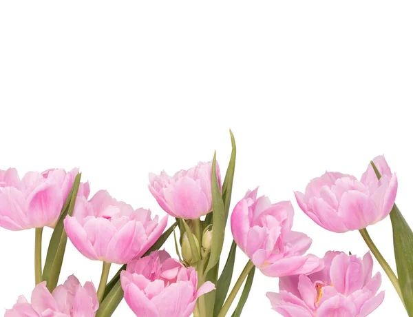 Pink Tulip Flowers Pastel Background — Stock Photo, Image