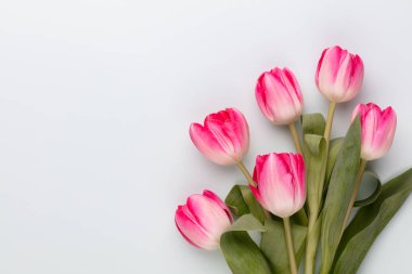 Pastel arka planda pembe lale çiçekleri.