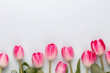 Pastel arka planda pembe lale çiçekleri.