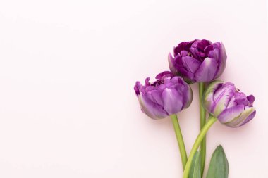 Pastel arka planda leylak lale çiçekleri.