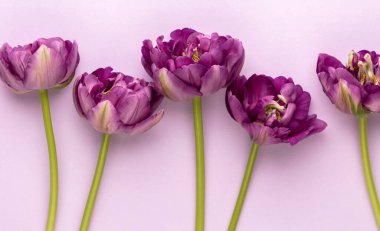 Pastel arka planda leylak lale çiçekleri.