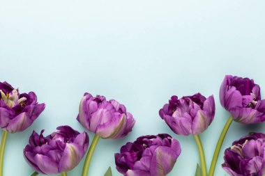 Pastel arka planda leylak lale çiçekleri.