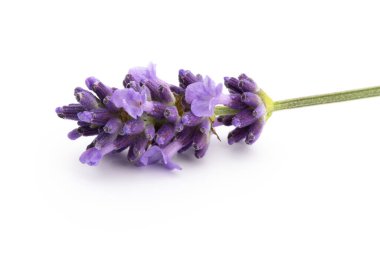 Lavanta çiçekleri beyaz arkaplanda izole edilmiş..
