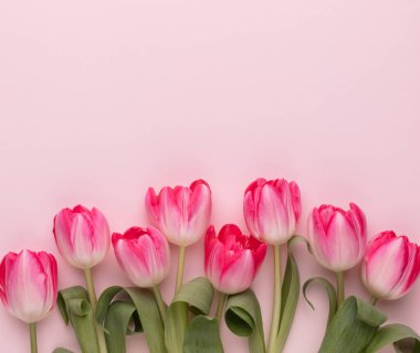 Pastel arka planda pembe lale çiçekleri.