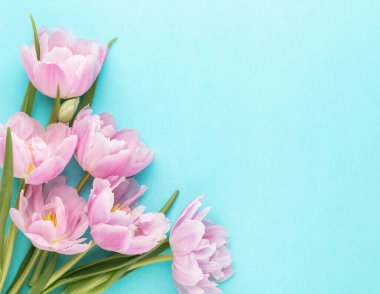 Pastel arka planda pembe lale çiçekleri.