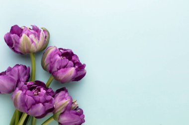 Pastel arka planda leylak lale çiçekleri.