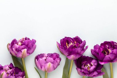 Pastel arka planda leylak lale çiçekleri.