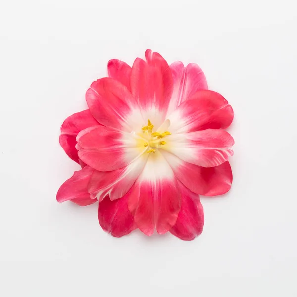 Λίλιακ Τουλίπα Λουλούδια Παστέλ Φόντο — Φωτογραφία Αρχείου