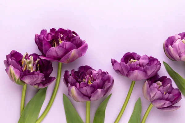 Pastel arka planda leylak lale çiçekleri.