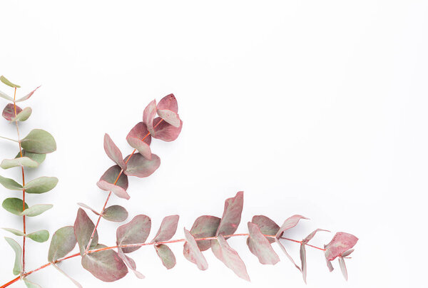 Eucalyptus composition. Pattern made of various colorful flowers on white background. Flat lay stiil life.