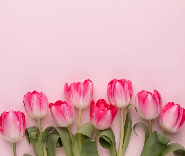 Ροζ Λουλούδια Τουλίπας Παστέλ Φόντο — Φωτογραφία Αρχείου