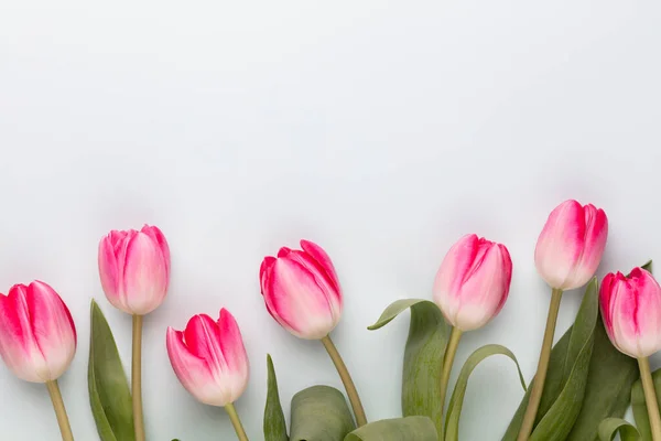 Розовые Цветы Тюльпана Пастельном Фоне — стоковое фото