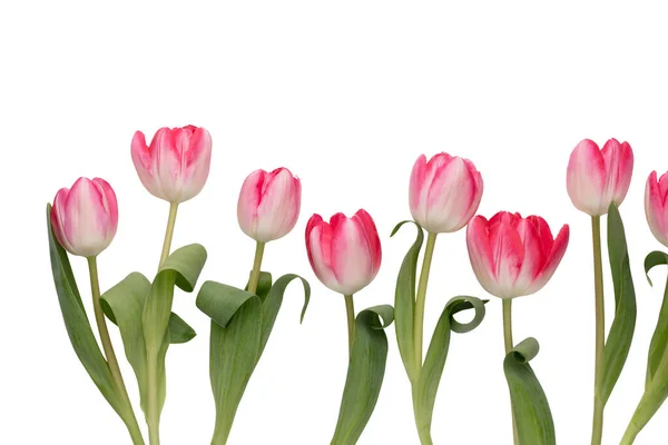 Lilac Tulpan Blommor Vit Bakgrund — Stockfoto