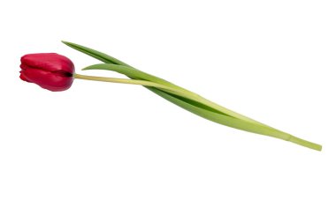 Beyaz arkaplanda kırmızı lale çiçeği izole edildi.