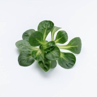 Mısır Salatası Yaprakları beyaz arkaplanda izole.